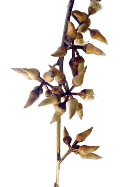 Botões em forma de coroa-pêra de Corymbia citriodora, chiclete com cheiro de limão — Fotografia de Stock