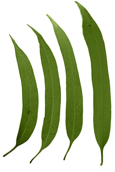 Blätter von Corymbia citriodora, Zitronengummi — Stockfoto