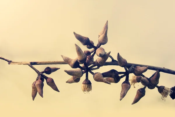 Botões em forma de coroa-pêra de Corymbia citriodora, chiclete com cheiro de limão — Fotografia de Stock