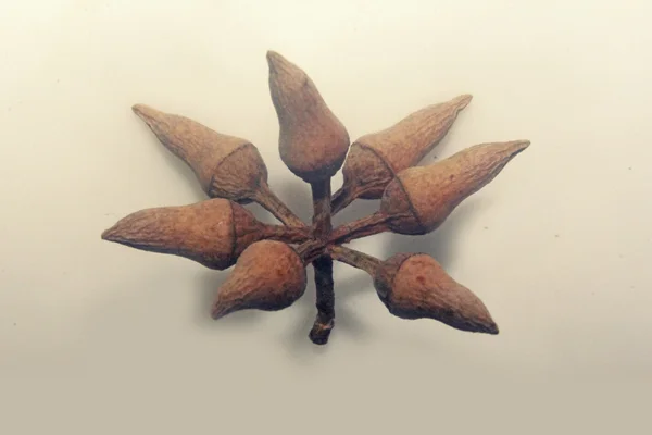 Hrušeň tvaru koruny pupenů Corymbia citriodora, citronu vonící guma — Stock fotografie
