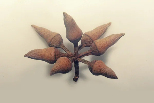 taç-armut biçimli tomurcukları Corymbia citriodora Limon kokulu sakız