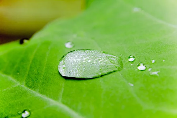 Kapka vody na Taro listy, Colocasia esculenta — Stock fotografie