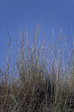 Leptochloa panicea, iş parçacığı Sprangletop
