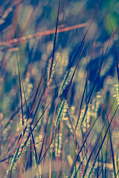 Heteropogon contortus grass — стоковое фото