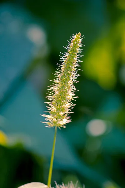 Setaria viridis, gröna RÄVSVANS, grön bristlegrass — Stockfoto