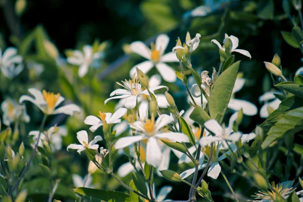 Deccan clematide, Clematis heynei — Foto Stock