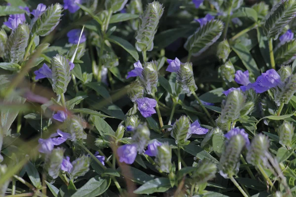 Grzebień Rungia, Rungia pectinata (L.), Nees Rungia pectinata — Zdjęcie stockowe