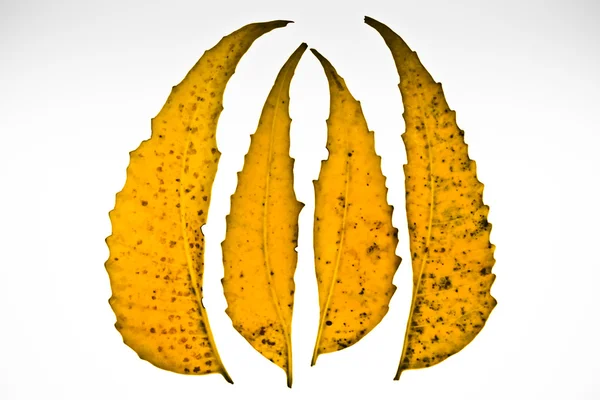 Φαρμακευτικά Neem φύλλα-Azadirachta indica — Φωτογραφία Αρχείου