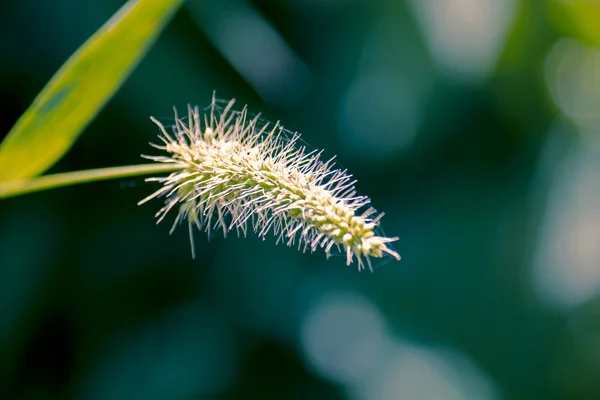 Setaria viridis, grüner Fuchsschwanz, grünes Borstengras lizenzfreie Stockfotos