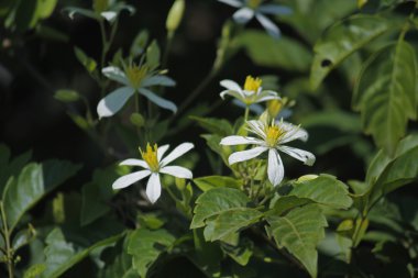 Deccan akasma, Clematis heynei