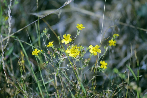 Linum mysorense — стоковое фото