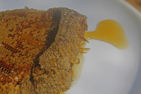 Honung DROPP från Honeycomb — Stockfoto
