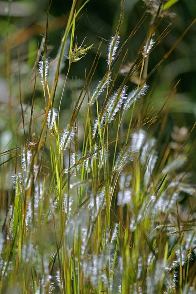 Eteropogone contortus erba seme — Foto Stock