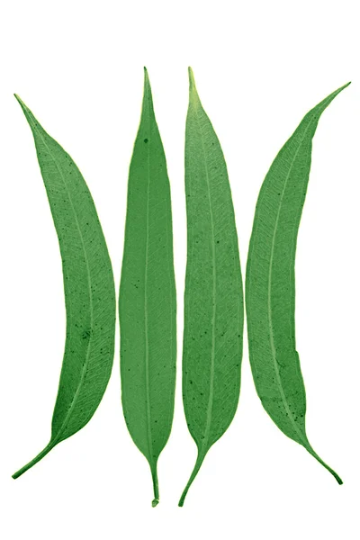 Blätter von Corymbia citriodora, Zitronengummi lizenzfreie Stockfotos