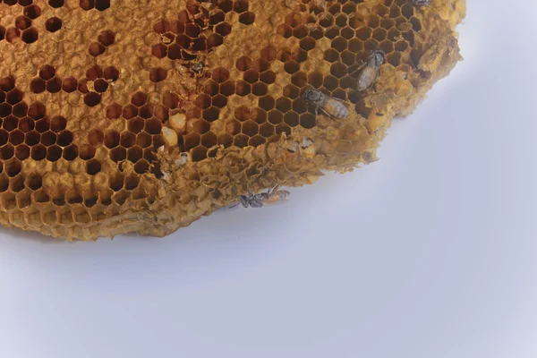 Rayon de miel plein de miel — Photo