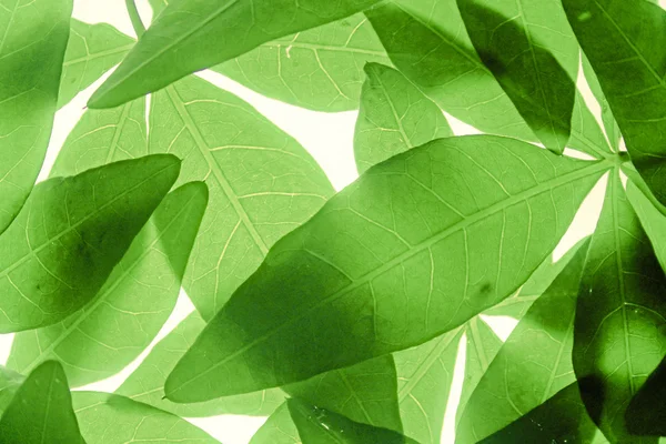 Bladeren van Cassia leptophylla Placed samen — Stockfoto