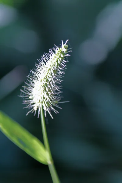 Setaria viridis, grüner Fuchsschwanz, grünes Borstengras Stockbild