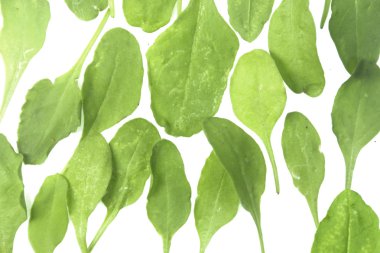 Ispanak, Spinacia oleracea