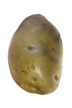 Çiğ patates, Solanum tuberosum L