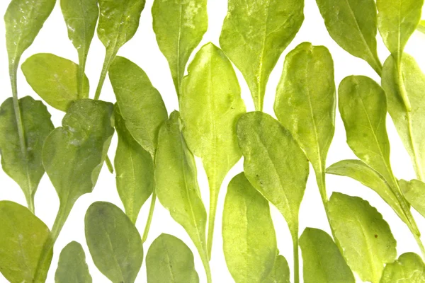 Spinach, Spinacia oleracea — Stock Photo, Image