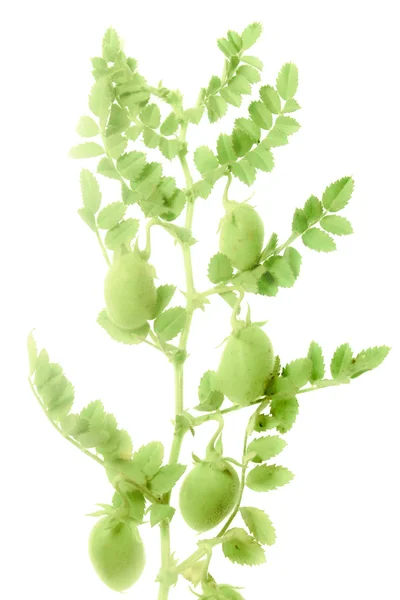 Plant with beans of cicer arietinum l — Stock Photo, Image