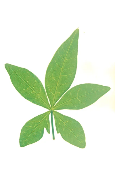 Hoja de Ipomoea cairica (I. palmata ) — Foto de Stock