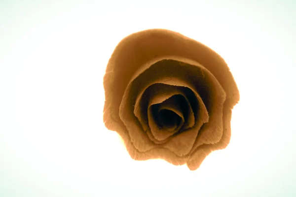 Ołówek do golenia zwinięte w kształcie róży kwiat, jak. — Zdjęcie stockowe