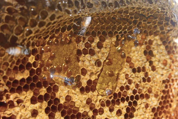 Honigtropfen aus der Wabe — Stockfoto