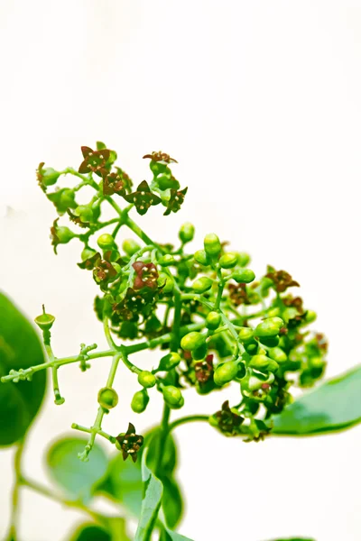 Květiny ze santalového dřeva pterocarpus santalinus, červená — Stock fotografie