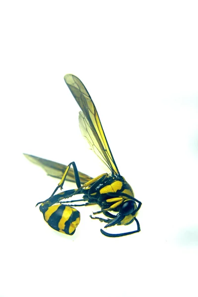 Vespa amarela morta do revestimento, inseto — Fotografia de Stock