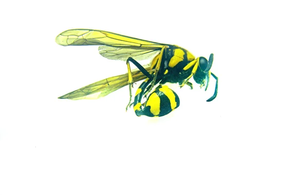 Döda gul jacka Wasp, insekt — Stockfoto