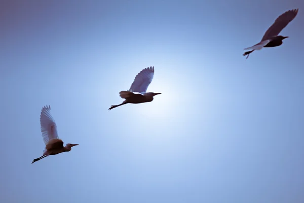 Stor Egret, Ardea Alba i flykt — Stockfoto