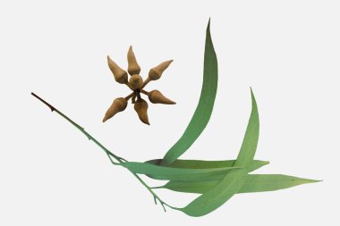 Yaprakları ve taç-armut biçimli tomurcukları Corymbia citriodora limon 