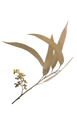 Yaprakları ve taç-armut biçimli tomurcukları Corymbia citriodora limon 
