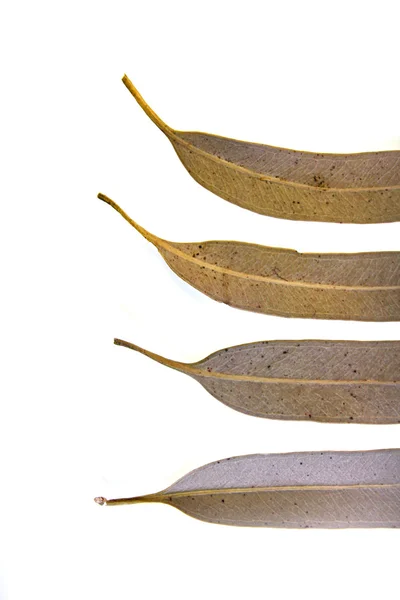 Feuilles de Corymbia citriodora, gomme parfumée au citron — Photo