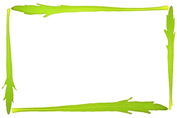 フランスギクの葉製フレーム — ストック写真