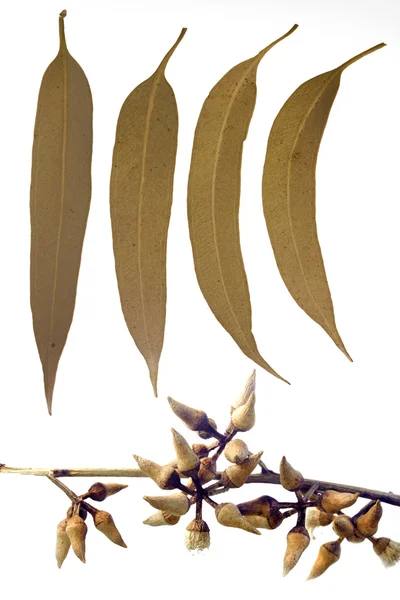 Blätter und kronenförmige Knospen von Corymbia citriodora, Zitrone Stockfoto