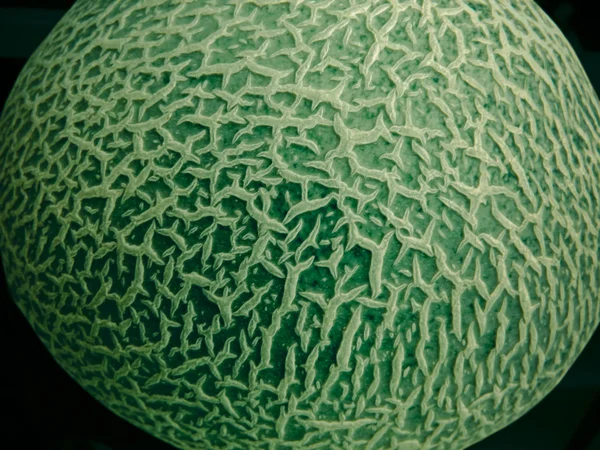 Pižmový meloun — Stock fotografie