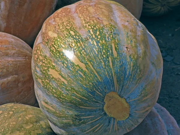 Zucca, Cucurbita pepo pepo — Foto Stock