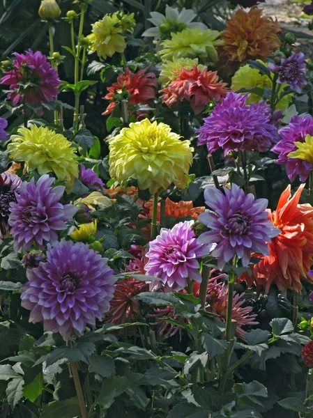 Dahlia flowers — Stock Photo, Image