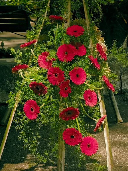 Ζέρμπερες λουλουδιών, Gerbera Jamesonii — Φωτογραφία Αρχείου