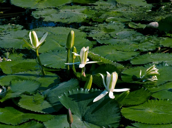 Witte waterlelie lotus — Stockfoto