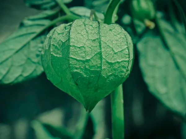 Cape Gooseberry, Physalis peruviana L. Solanaceae. — Stock Photo, Image