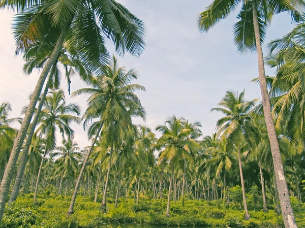 Кокосовые деревья, Cocos nucifera — стоковое фото