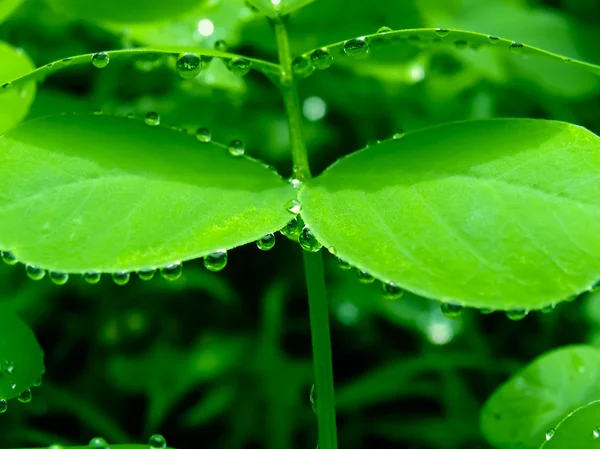 Gotas de agua en las hojas de Senna obtusifolia — Foto de Stock