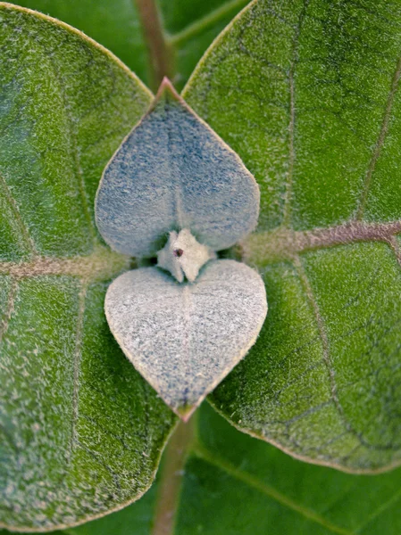 Rostlina calotropis obrovský — Stock fotografie