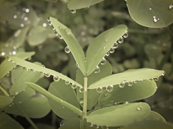 Kapky vody na listech Senna obtusifolia, Sinhangad, Pune, Mah — Stock fotografie