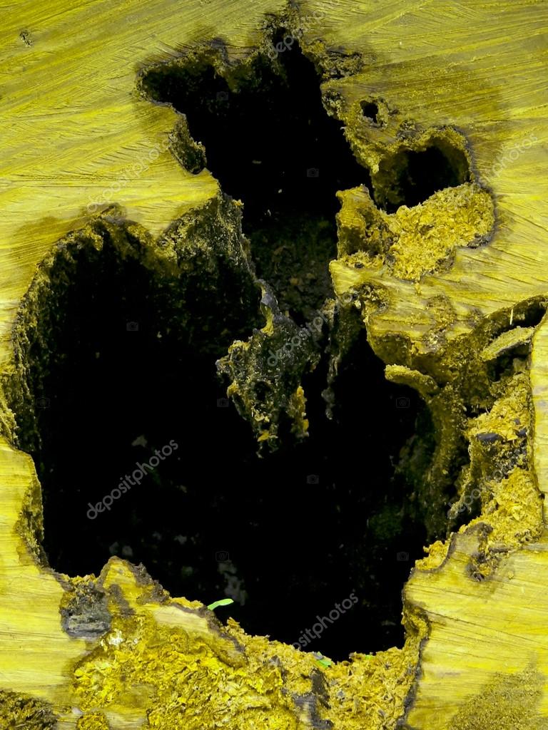 Wood eaten by White ants, Canker Worms — Stock Photo © yogesh_more
