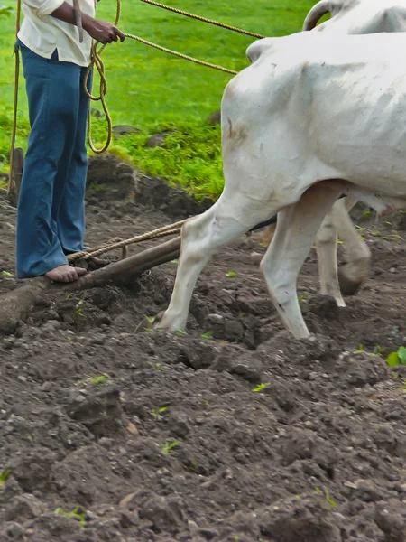 Farmář orání pole tradičním způsobem, Maharashtra, — Stock fotografie