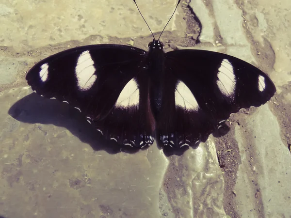 Maschio Danaid Eggfly Butterfly, (Hypolimnas missipus) Ali Aperte — Foto Stock